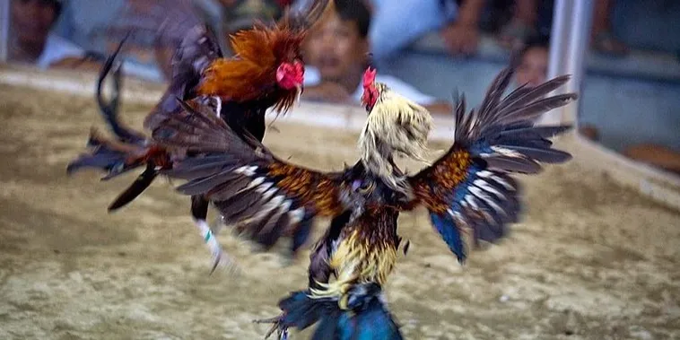 Bí Quyết Chơi Đá Gà Sabong Tại BuBet Để Thắng Lớn Nhanh Chóng